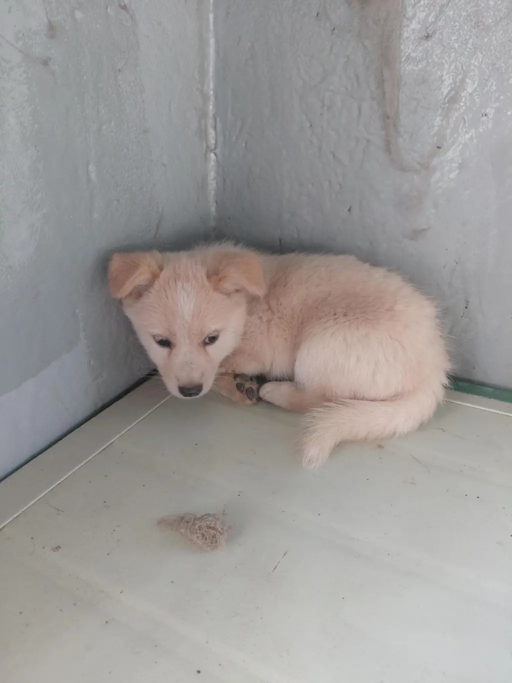 믹스견 보호중 사진