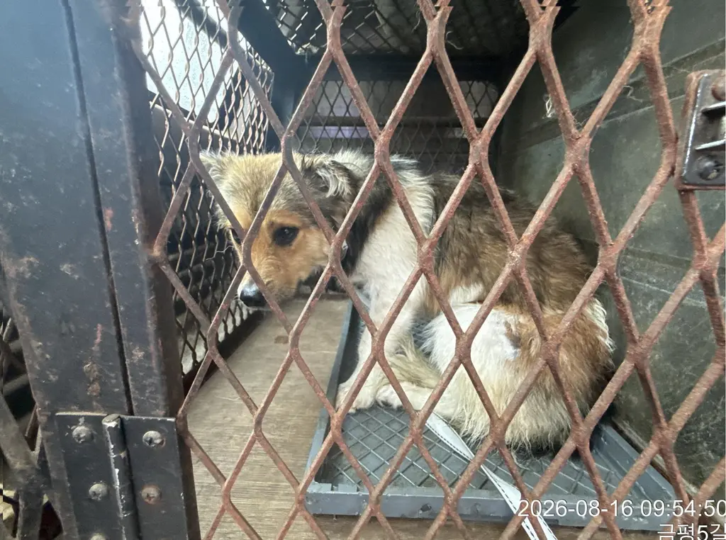 믹스견 보호중 사진