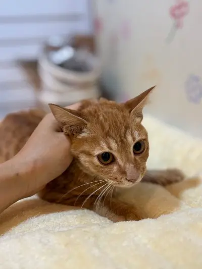 믹스묘 보호중 사진