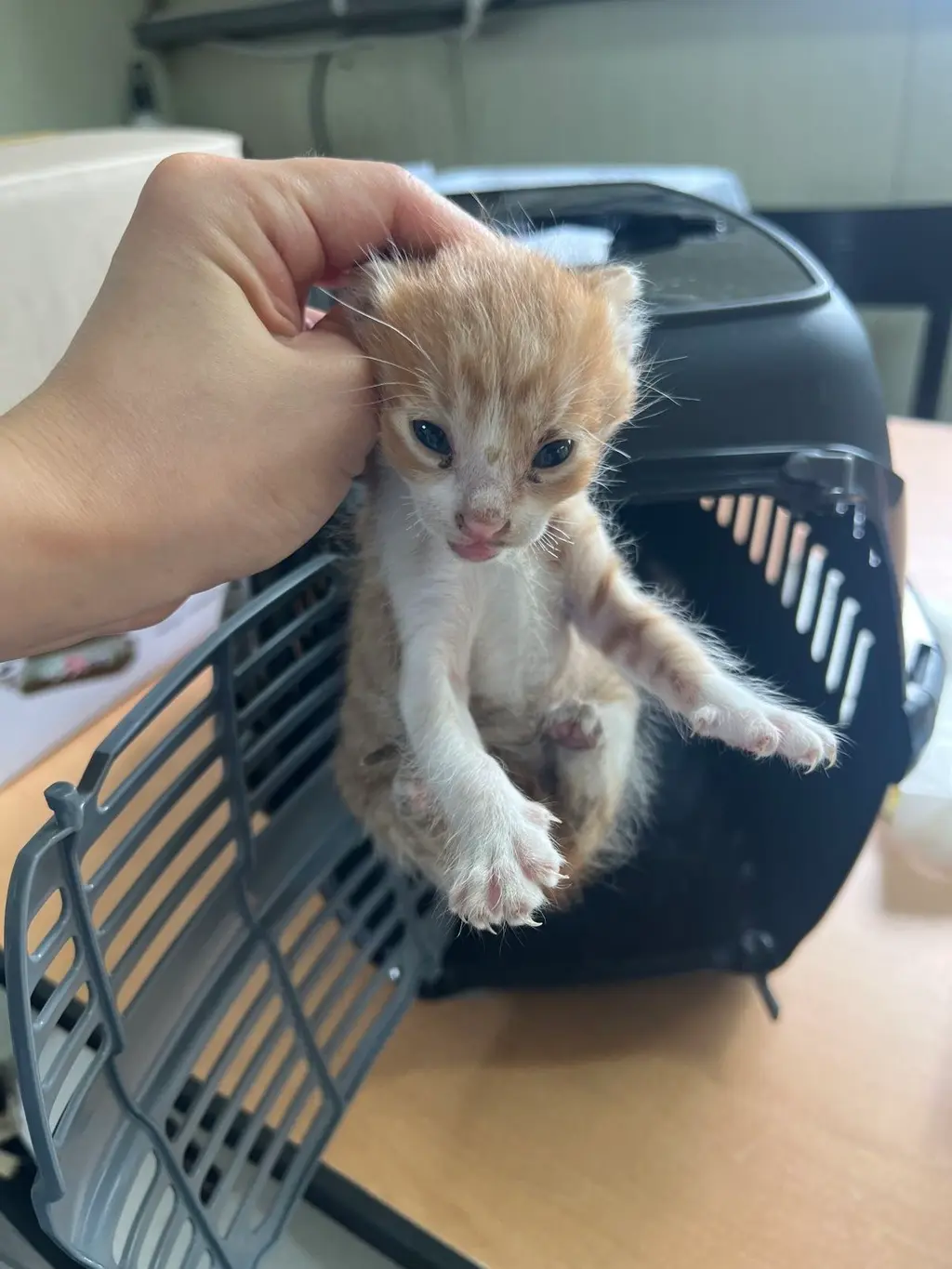 한국 고양이 보호중 사진