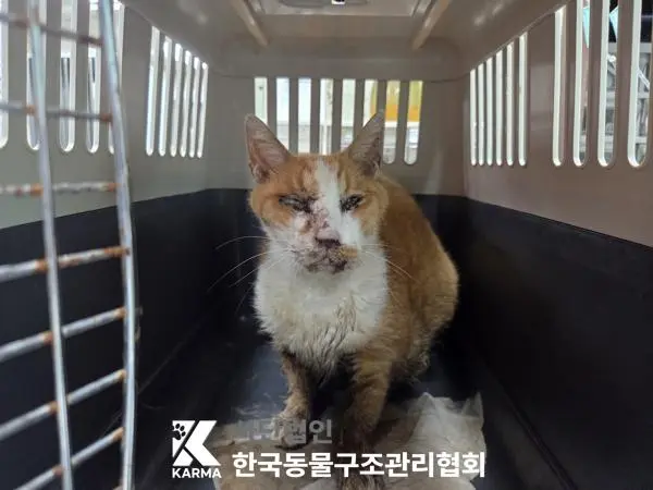 한국 고양이 보호중 사진