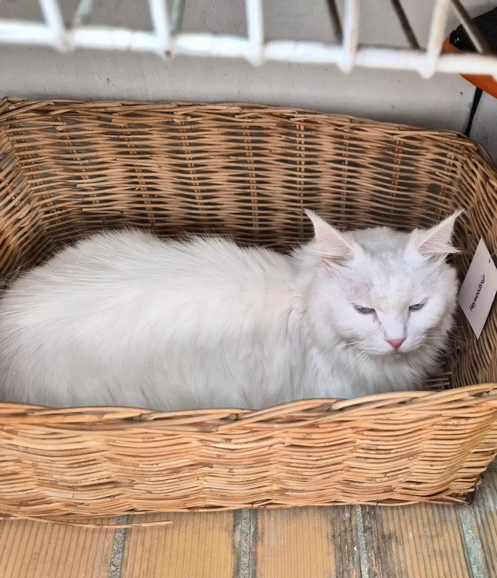 페르시안 보호중 사진