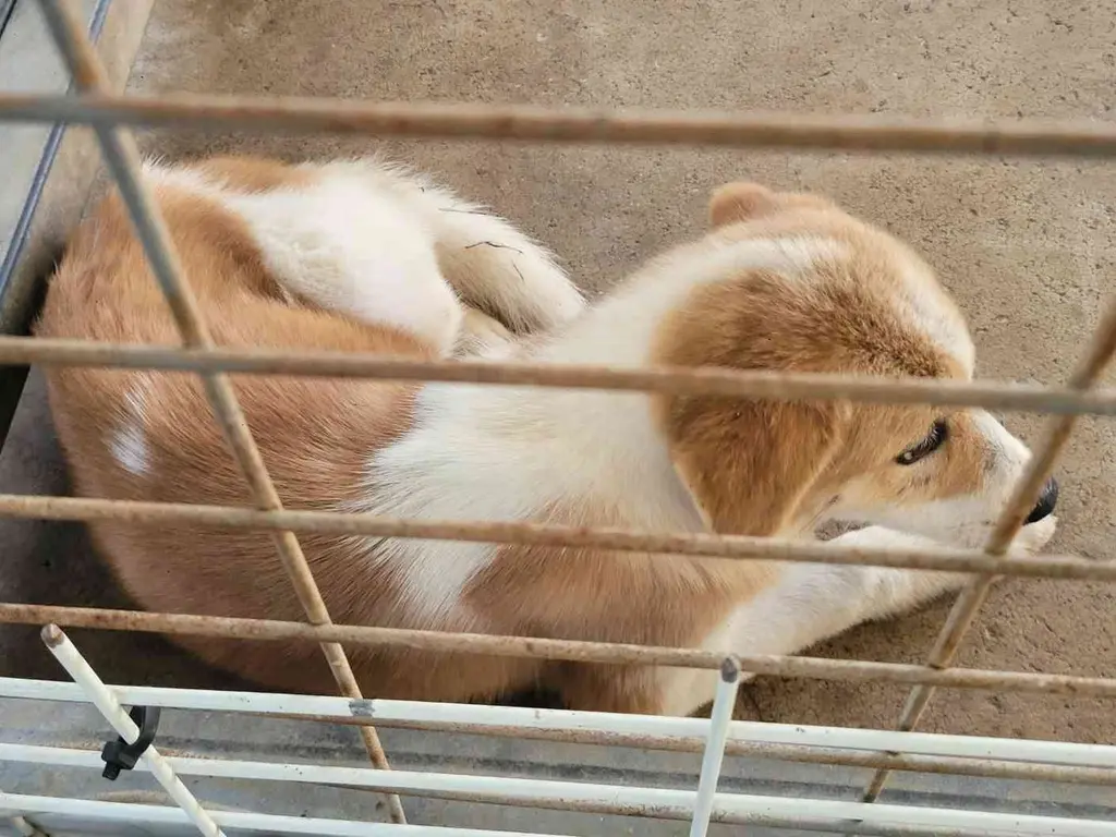 믹스견 보호중 사진