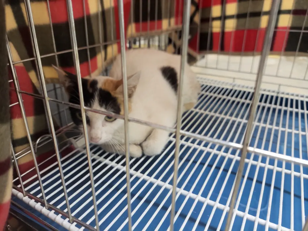 한국 고양이 보호중 사진