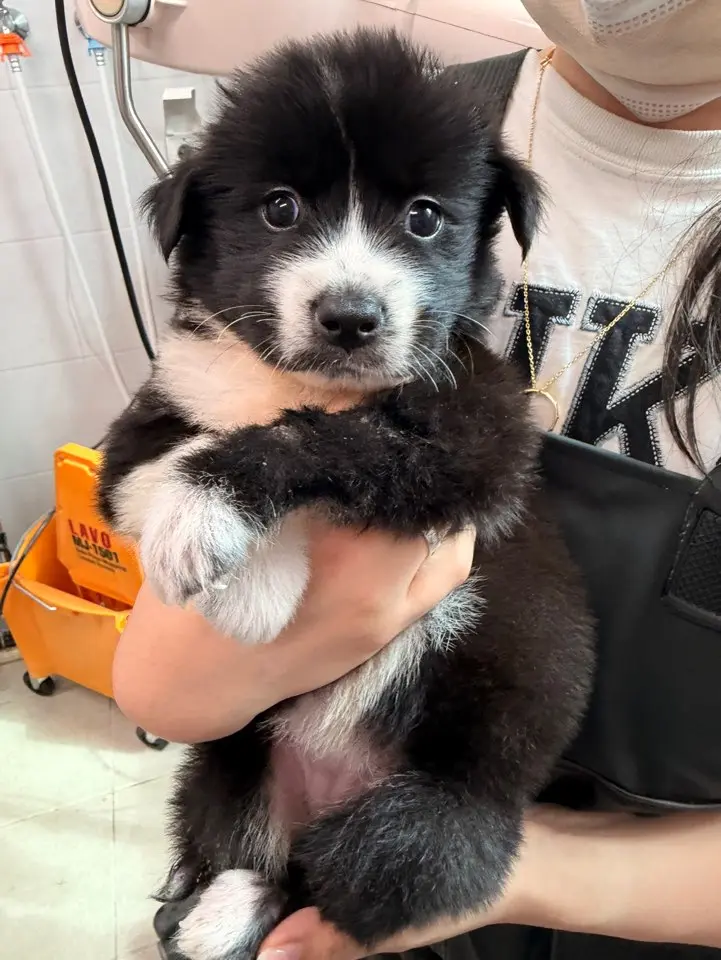 믹스견 보호중 사진