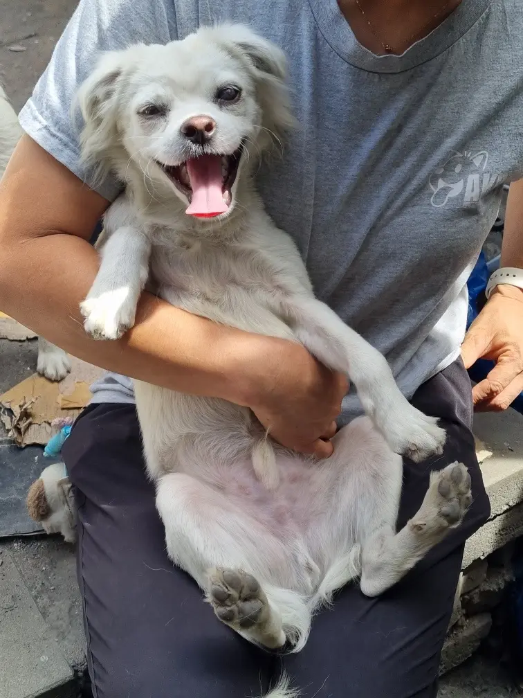 믹스견 보호중 사진