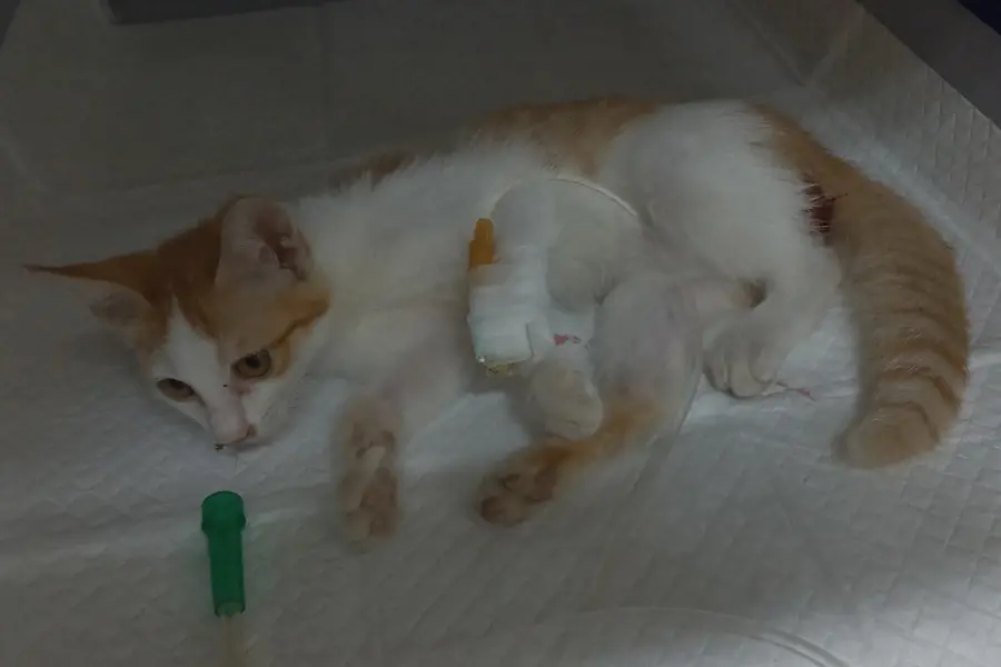 한국 고양이 보호중 사진