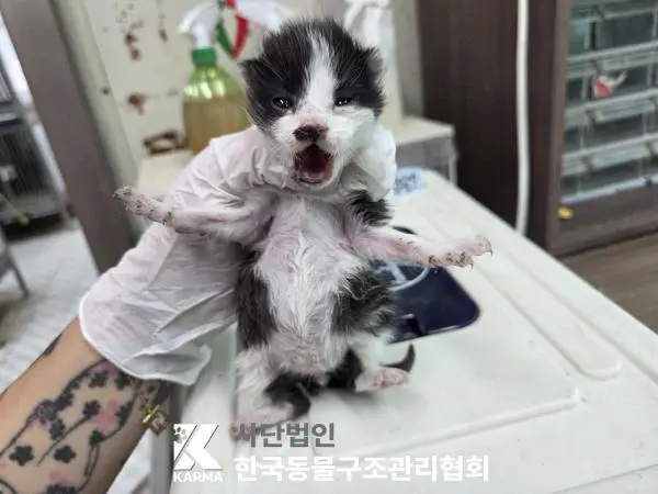 한국 고양이 보호중 사진