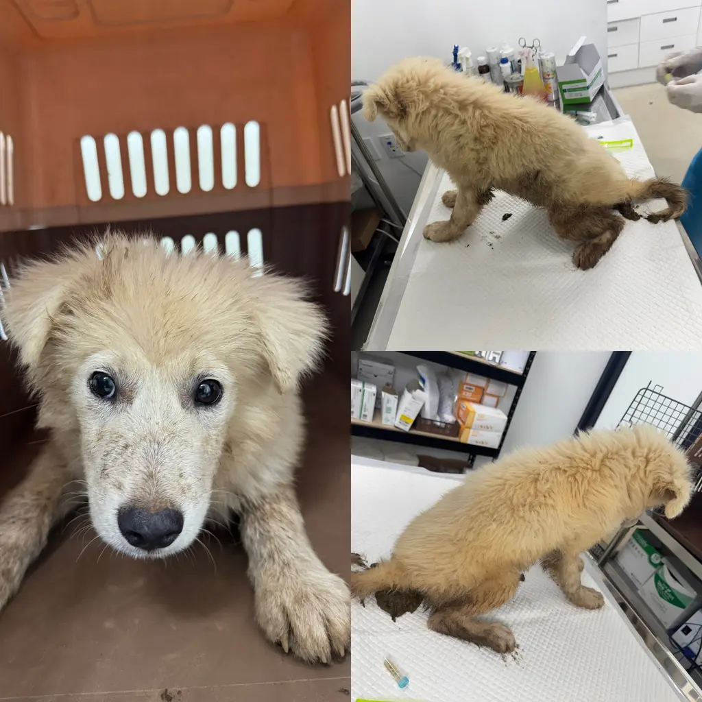 믹스견 보호중 사진