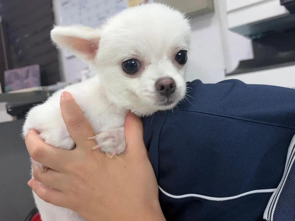 믹스견 보호중 사진