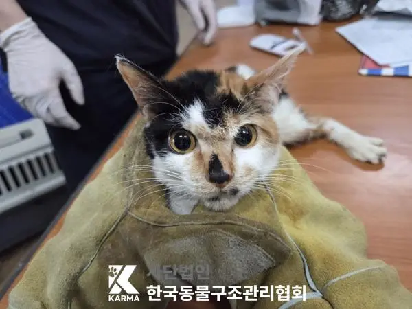한국 고양이 보호중 사진