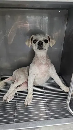 기타 보호중 사진