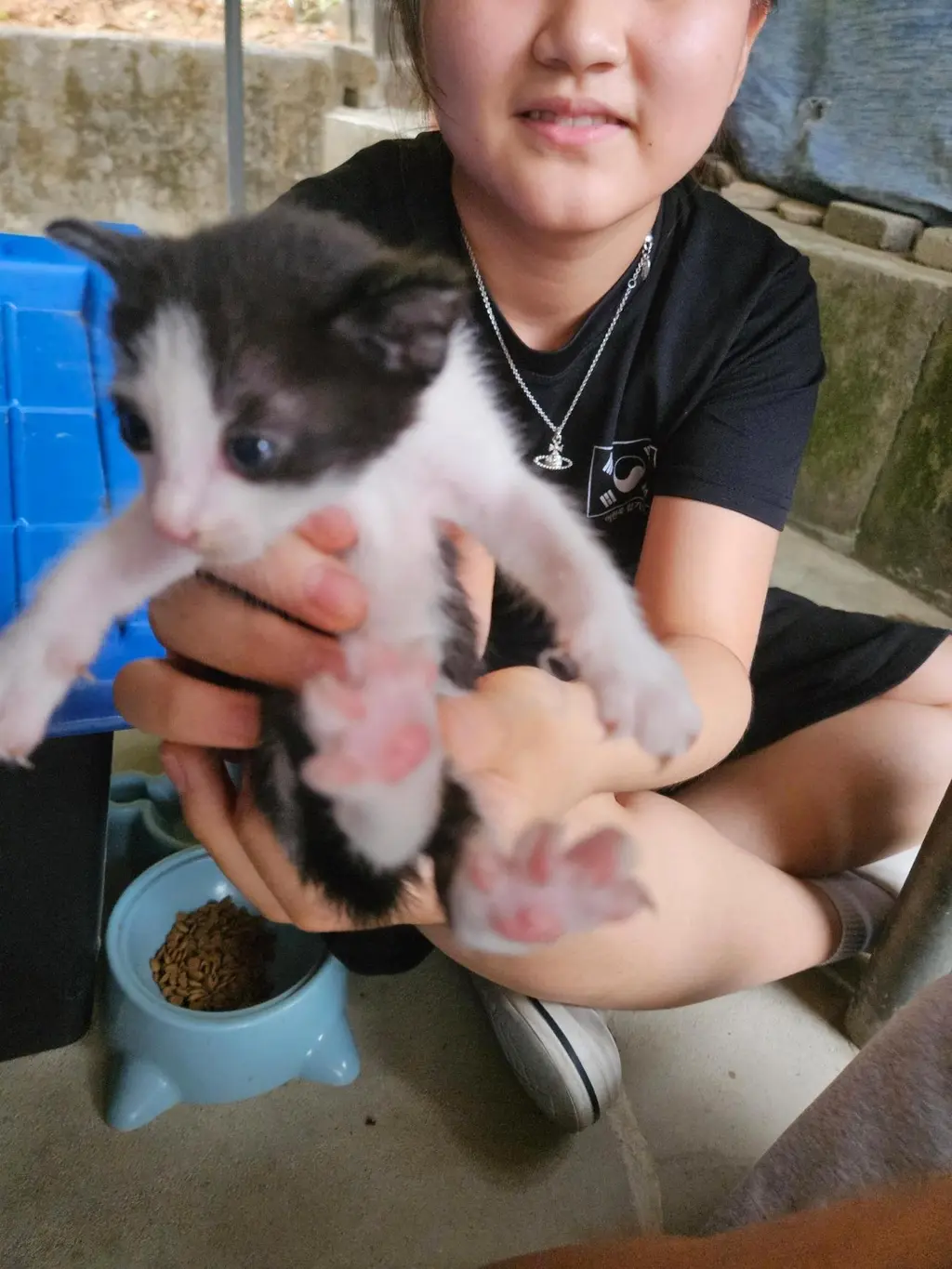 한국 고양이 보호중 사진