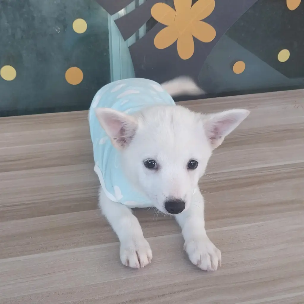 기타 보호중 사진