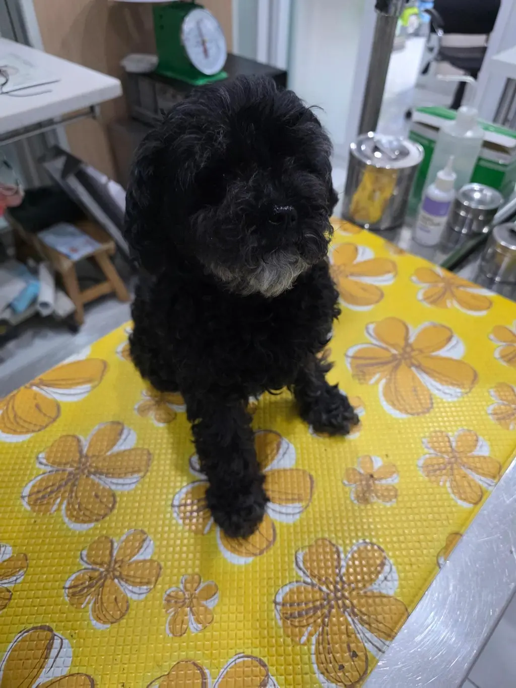 푸들 보호중 사진