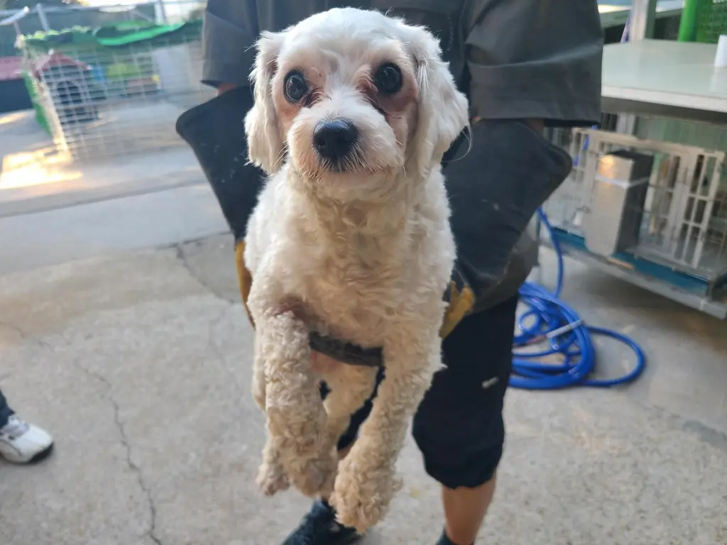 말티즈 보호중 사진
