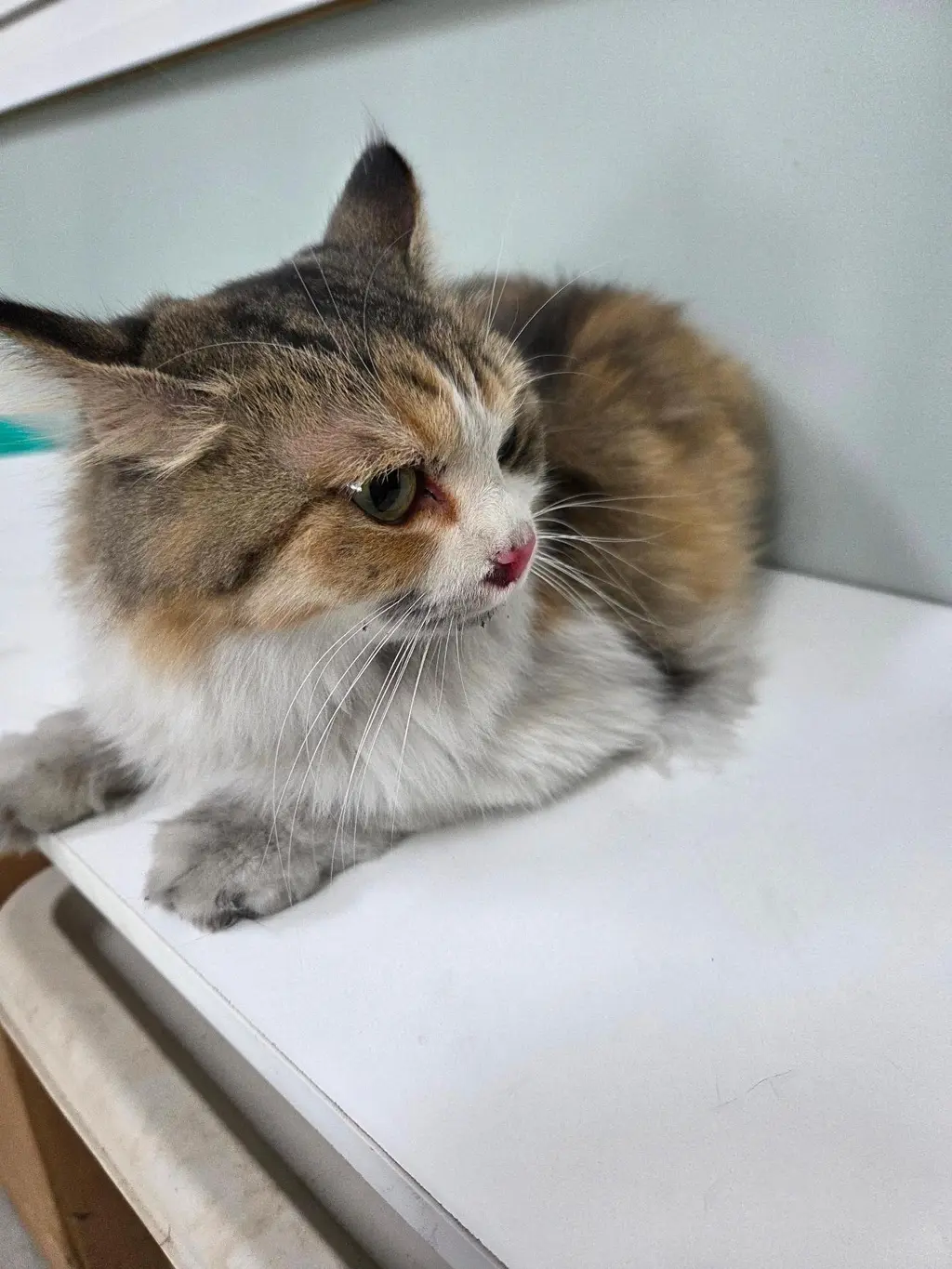 페르시안 보호중 사진