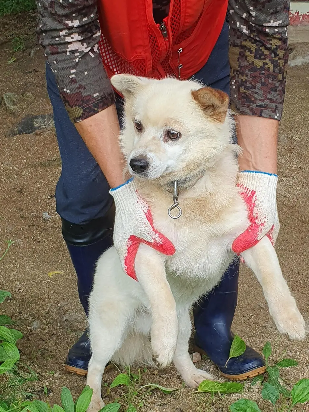 믹스견 보호중 사진