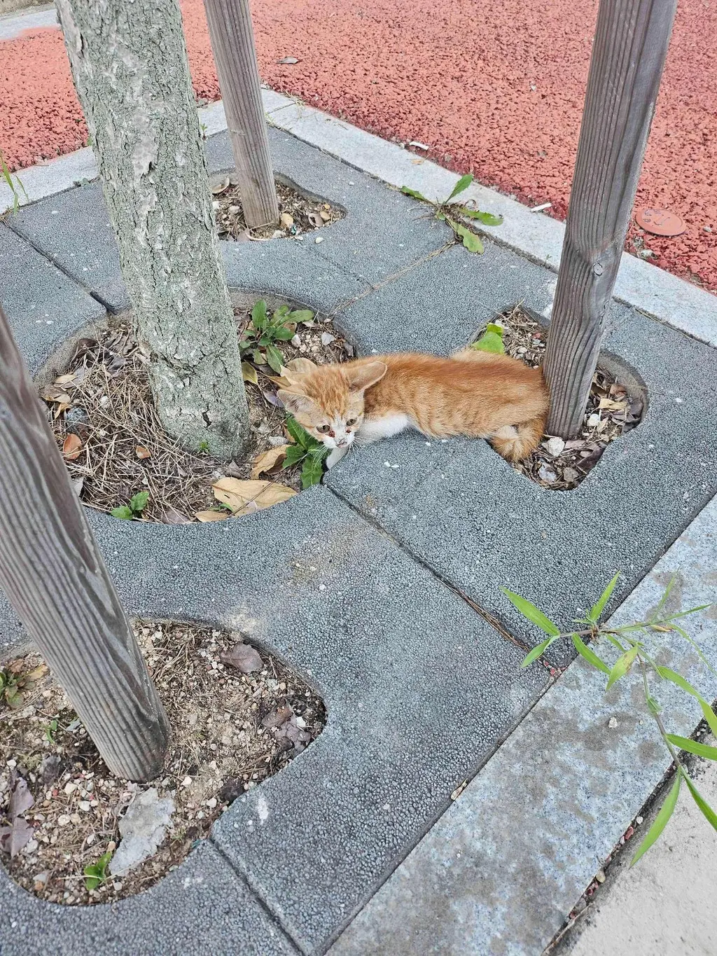 한국 고양이 보호중 사진