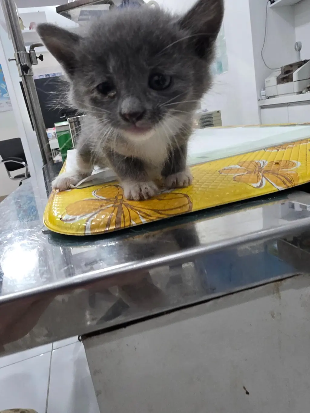 러시안 블루 보호중 사진