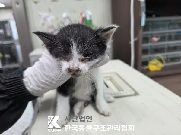 한국 고양이 보호중 사진