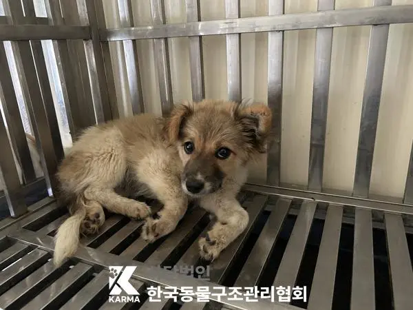 믹스견 보호중 사진