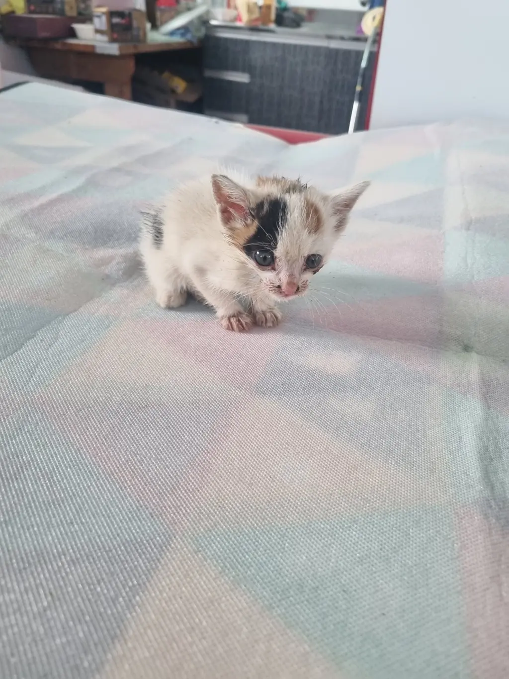 믹스묘 보호중 사진