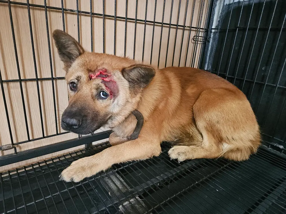 믹스견 보호중 사진