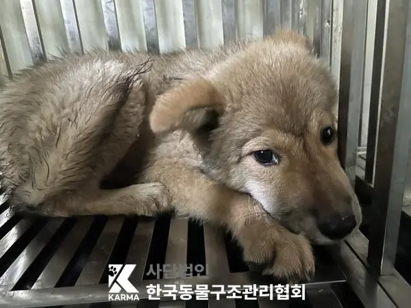 믹스견 보호중 사진