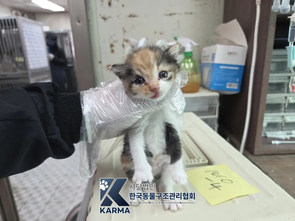 한국 고양이 보호중 사진