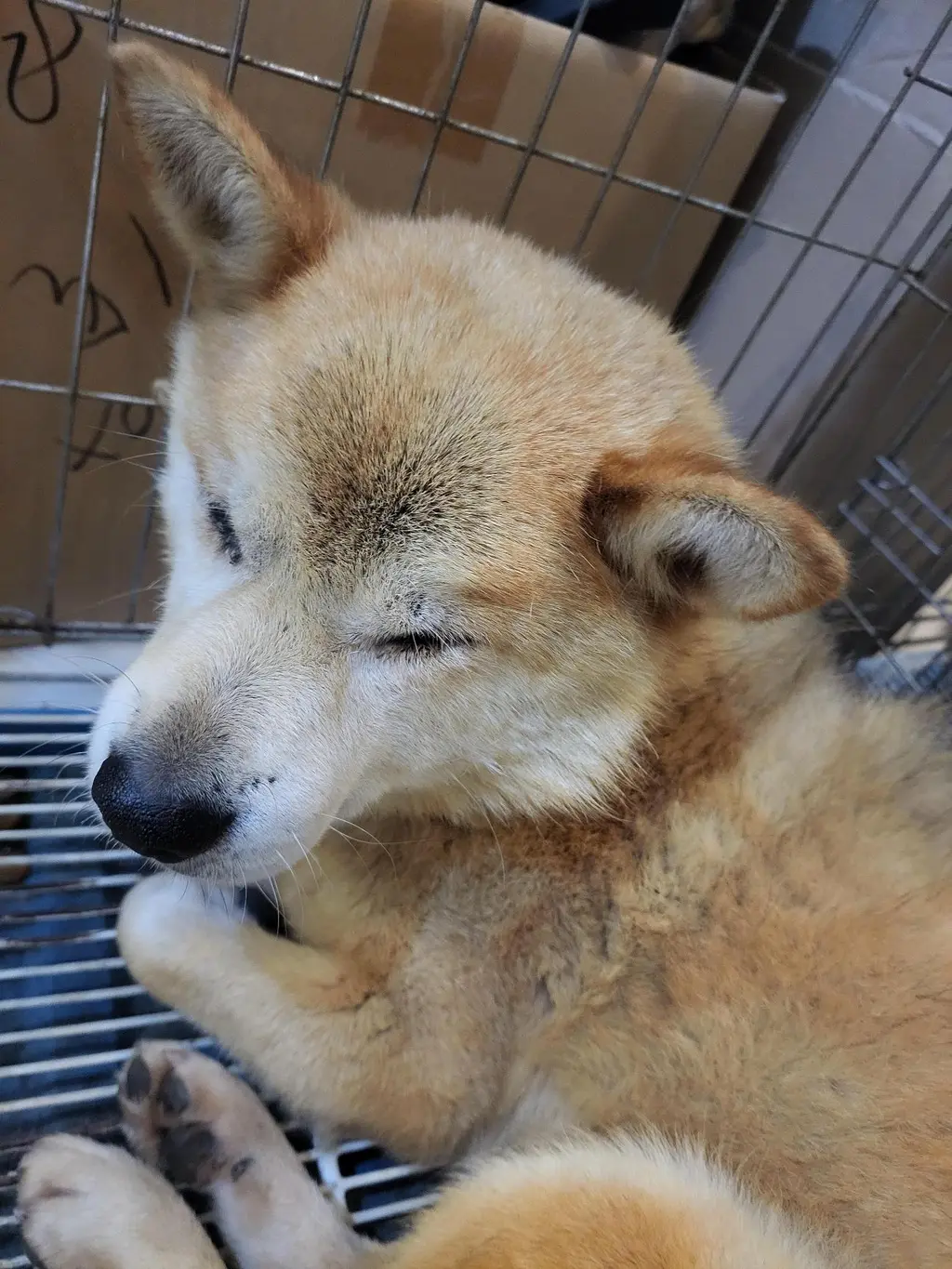 시바 보호중 사진