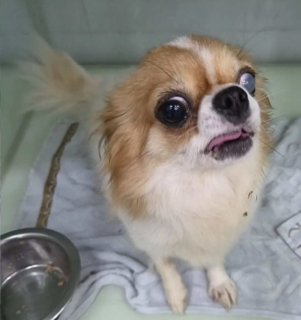 치와와 보호중 사진