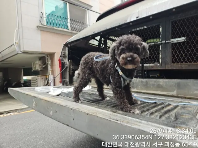 푸들 보호중 사진