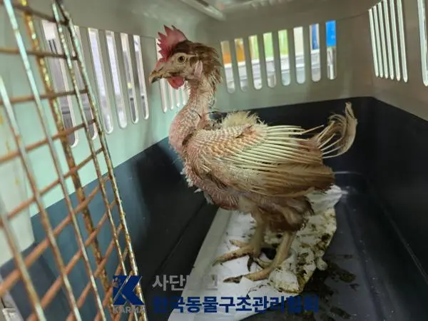 기타축종 보호중 사진