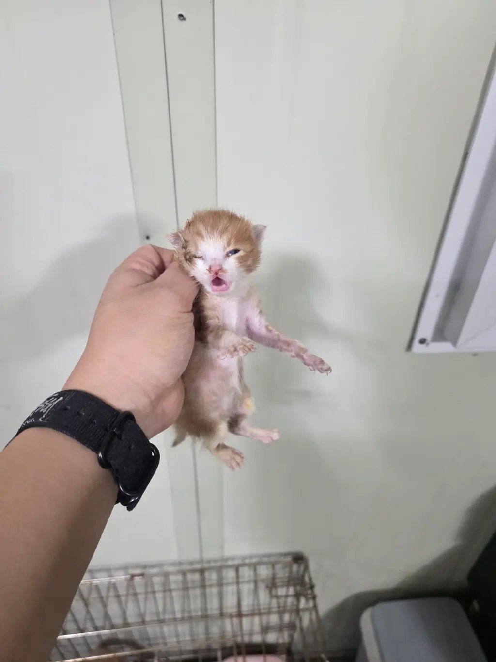 한국 고양이 보호중 사진