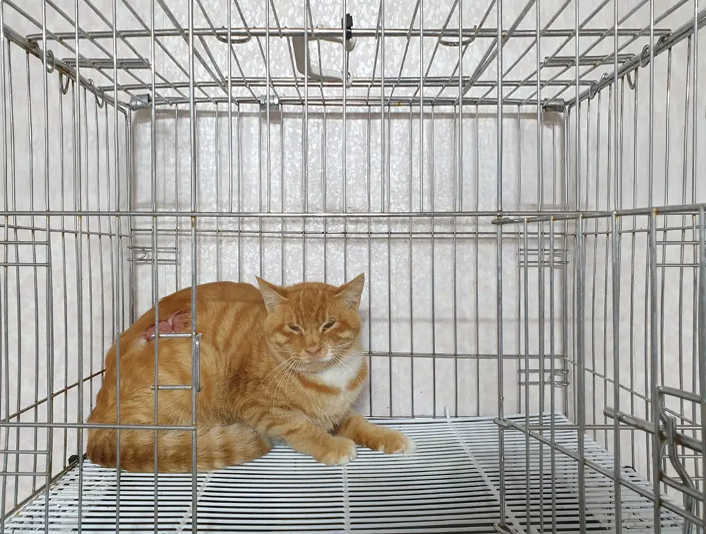 한국 고양이 보호중 사진
