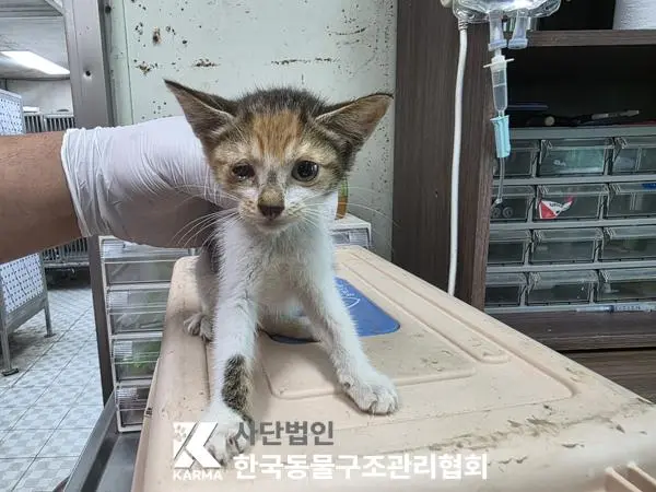한국 고양이 보호중 사진