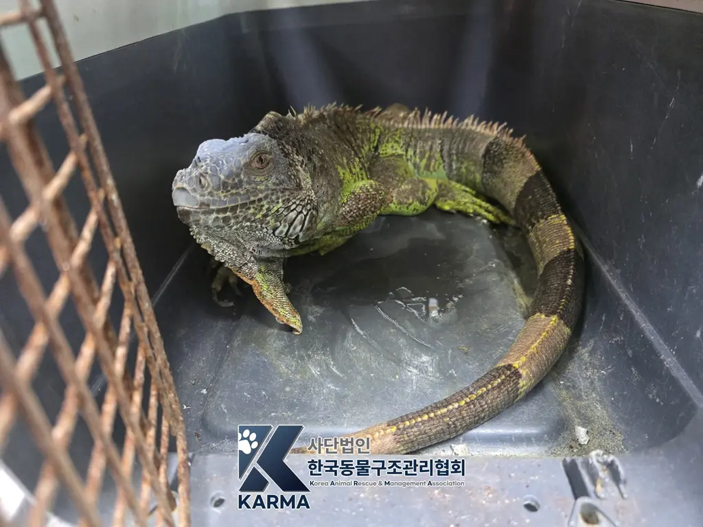 기타축종 보호중 사진