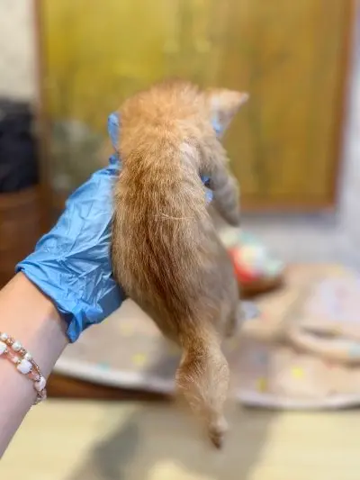 믹스묘 보호중 사진