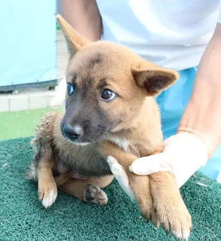 믹스견 보호중 사진