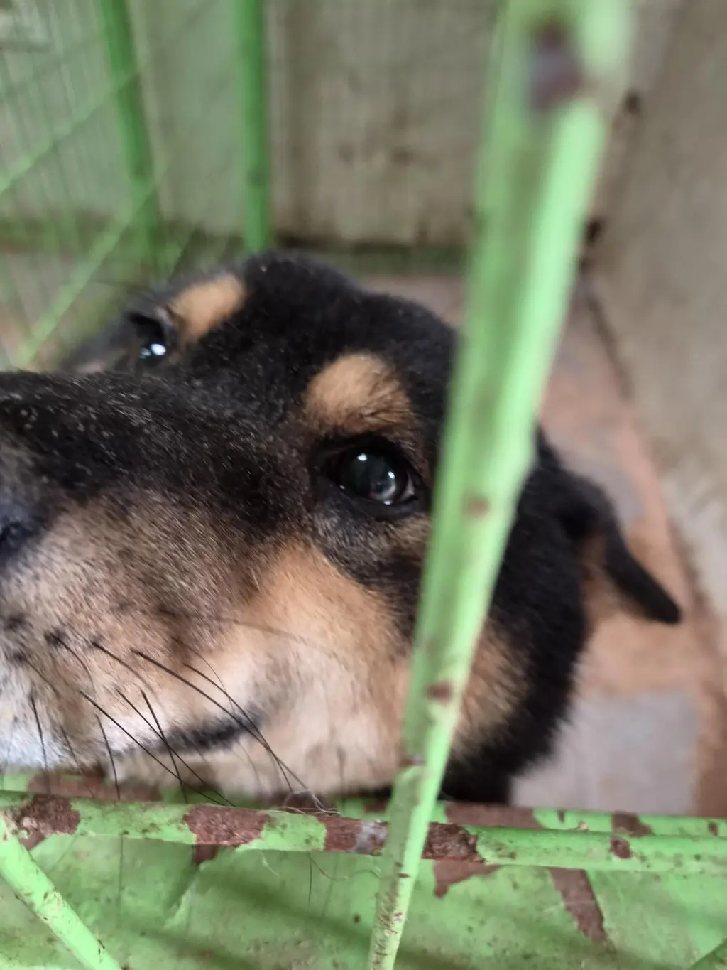 믹스견 보호중 사진