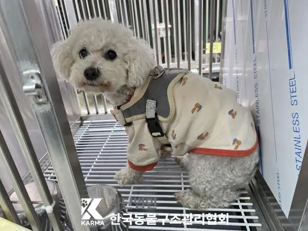 비숑 프리제 보호중 사진
