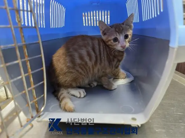 한국 고양이 보호중 사진