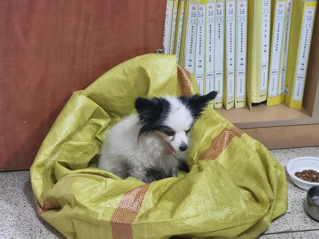 치와와 보호중 사진