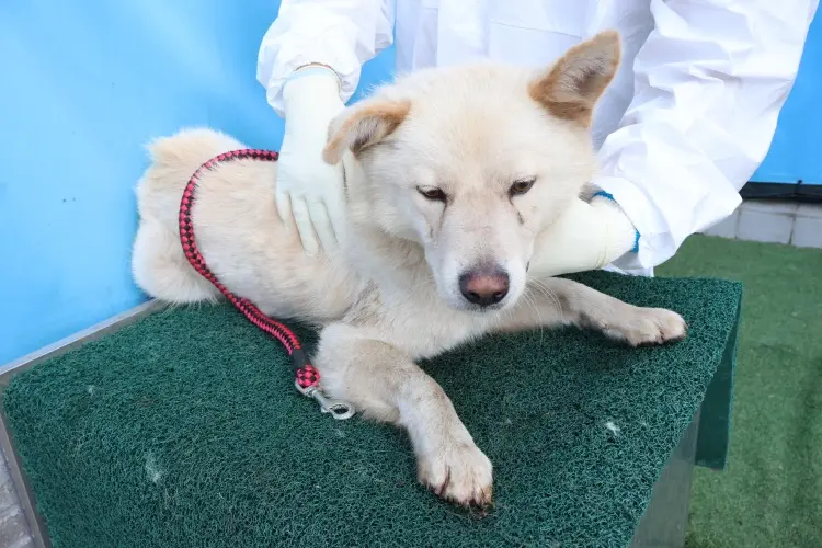 믹스견 보호중 사진