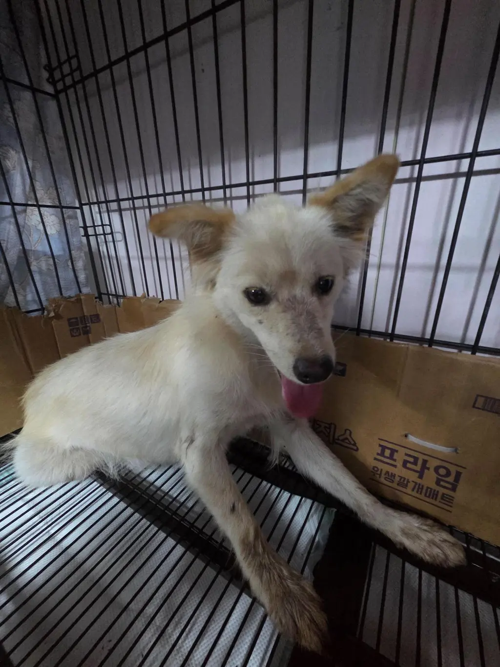 믹스견 보호중 사진