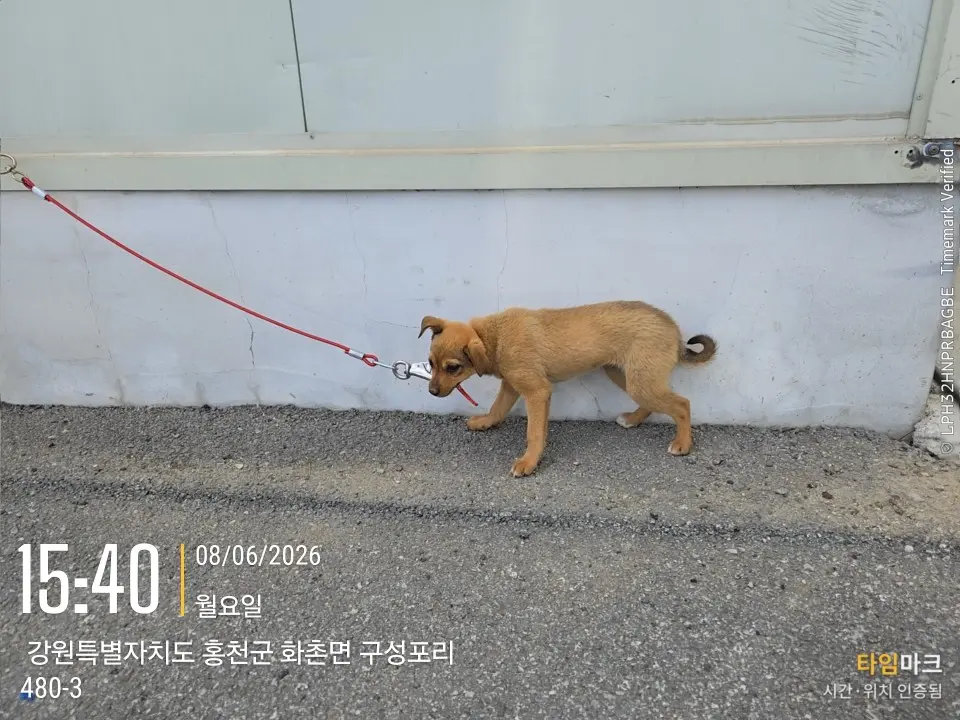 믹스견 보호중 사진