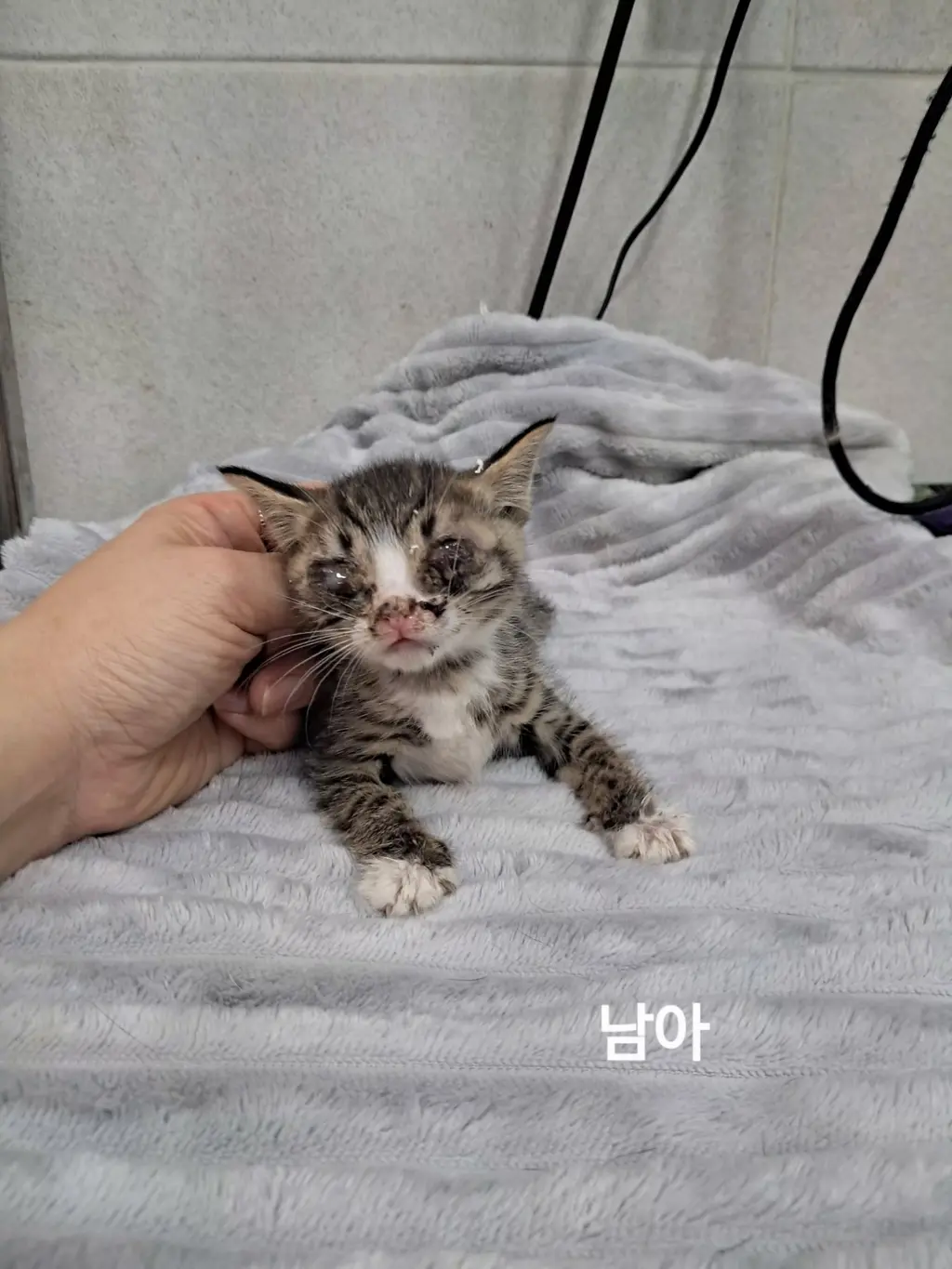 한국 고양이 보호중 사진