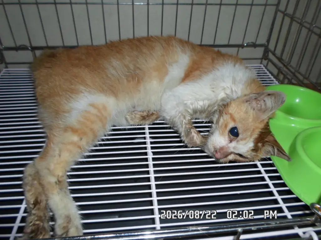 한국 고양이 보호중 사진