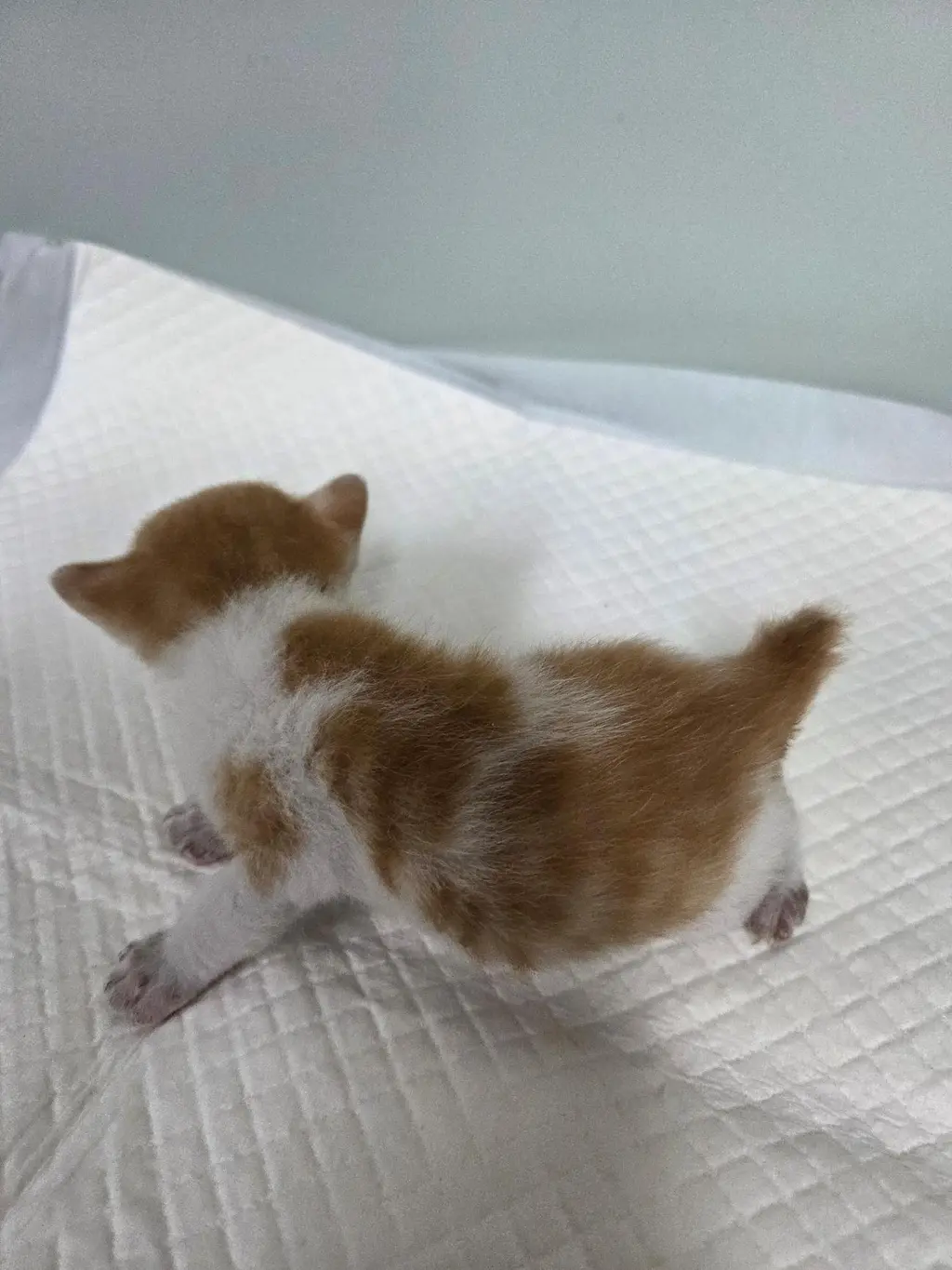 한국 고양이 보호중 사진